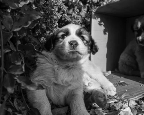 กิจกรรม PUPPY CHARITY